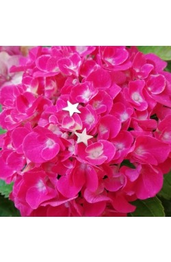 Ohrstecker "Sternchen"